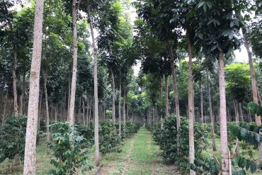 樹形優美的桃花心木與古坑非常有特色的咖啡樹