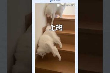 hqdefault VUUdMj