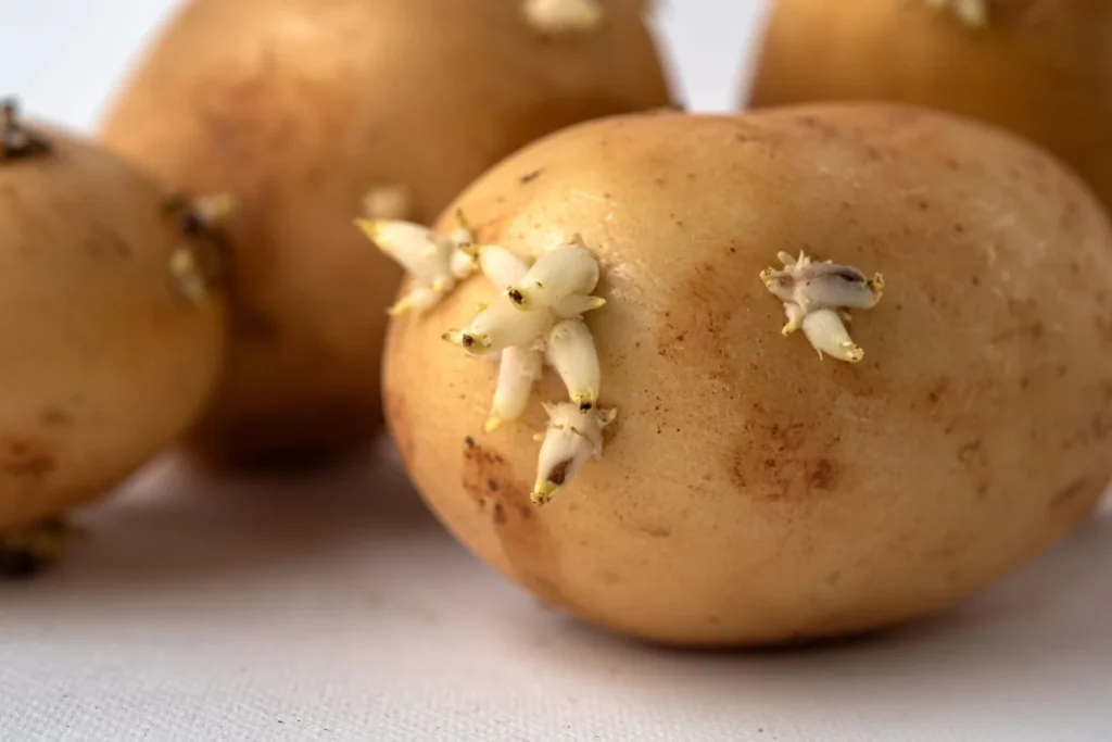 sprouted potato 260422 1776843641