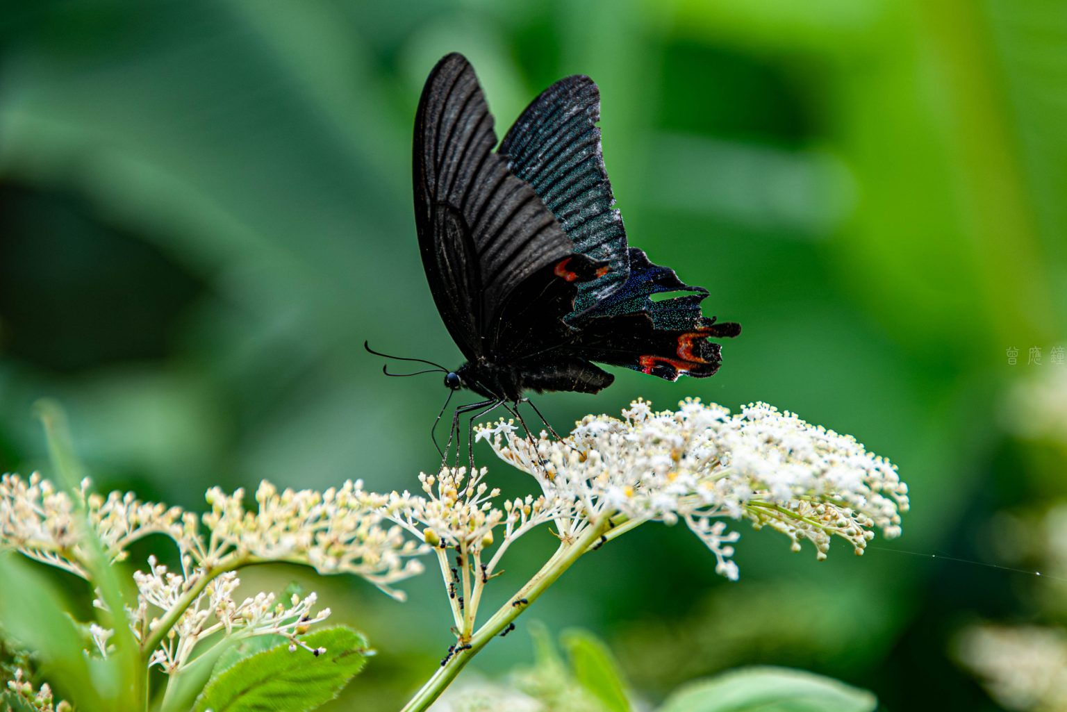 20160607 dsc0847