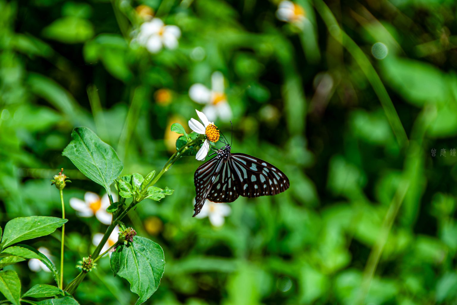 20160607 dsc0906