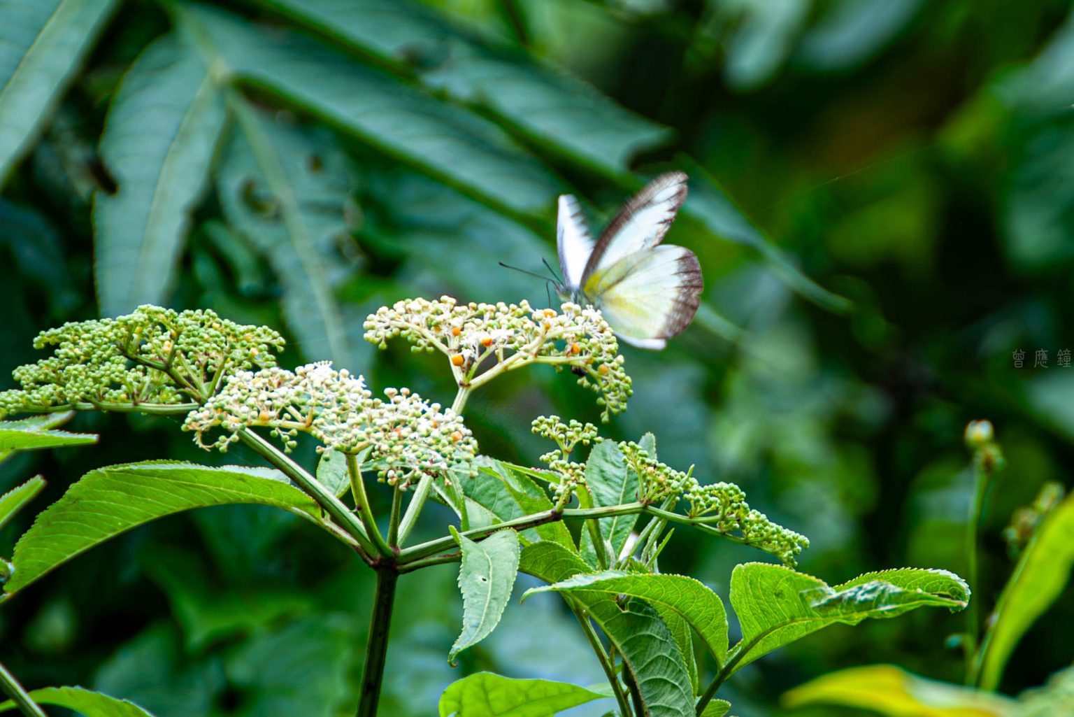 20160607 dsc0911