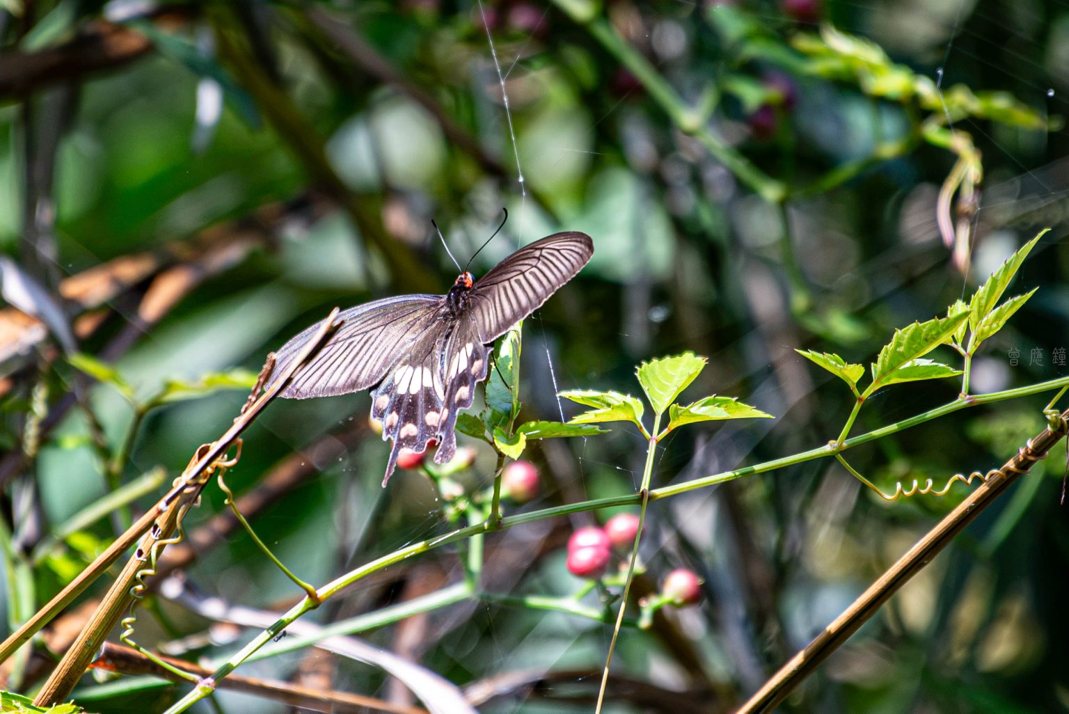 20160607 dsc5768