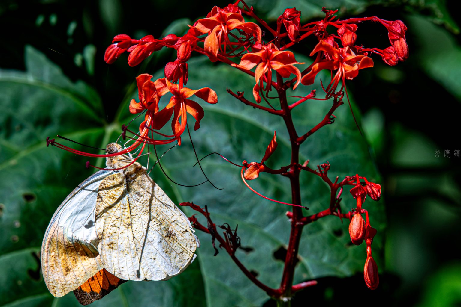 20160607 dsc5790 2
