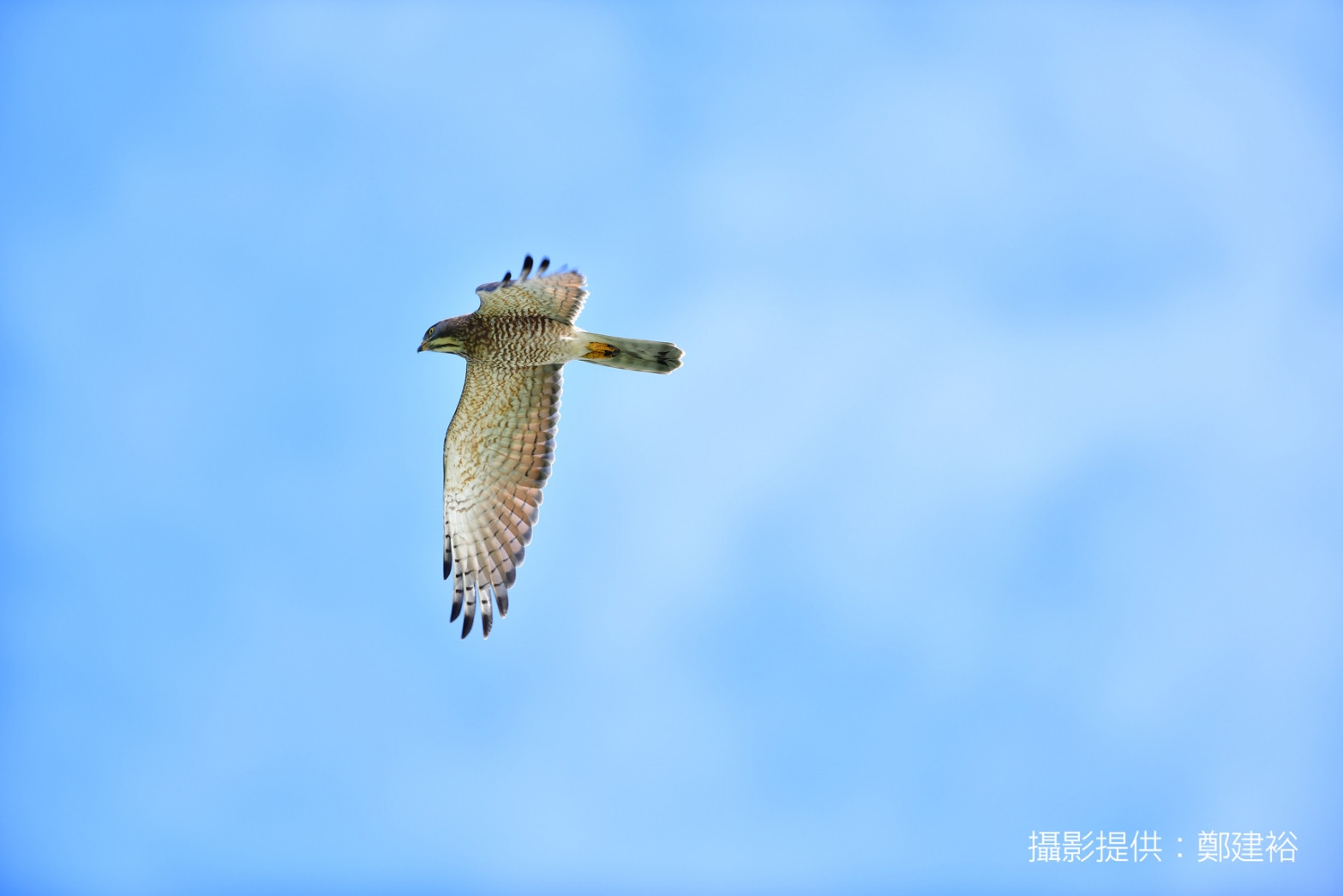 「 國 慶 鳥 」 灰 面 鵟 鷹 每 年 秋 季 會 在 南 下 避 冬 的 過 程 中 來 到 恆 春 半 島 停 留 歇 息 。 ( 圖 / 鄭 建 裕 讀 者 提 供 ) 「 國 慶 鳥 」 灰 面 鵟 鷹 每 年 秋 季 會 在 南 下 避 冬 的 過 程 中 來 到 恆 春 半 島 停 留 歇 息 。 ( 圖 / 鄭 建 裕 讀 者 提 供 )