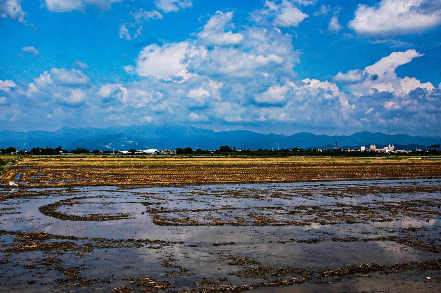 藍天白雲罩禾根　平疇曠野怡心神