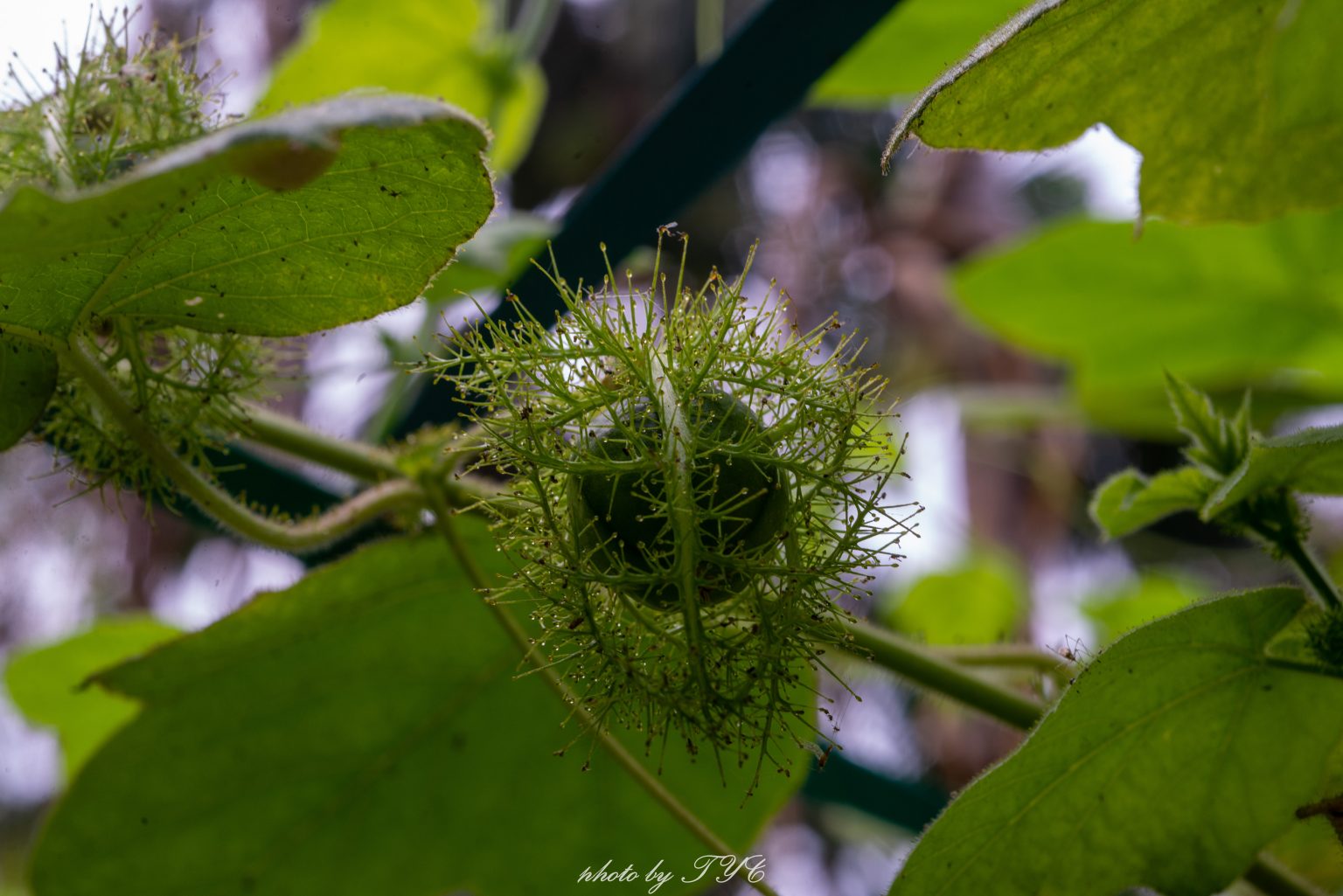 20141106 dsc5003