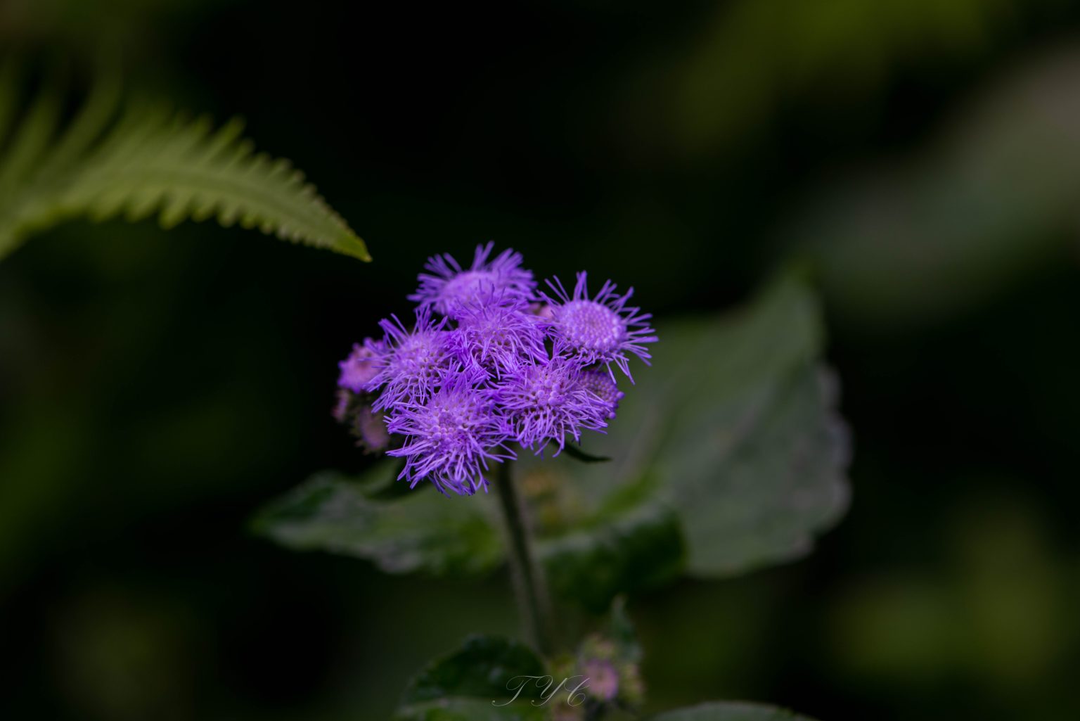20220815 dsc 1605