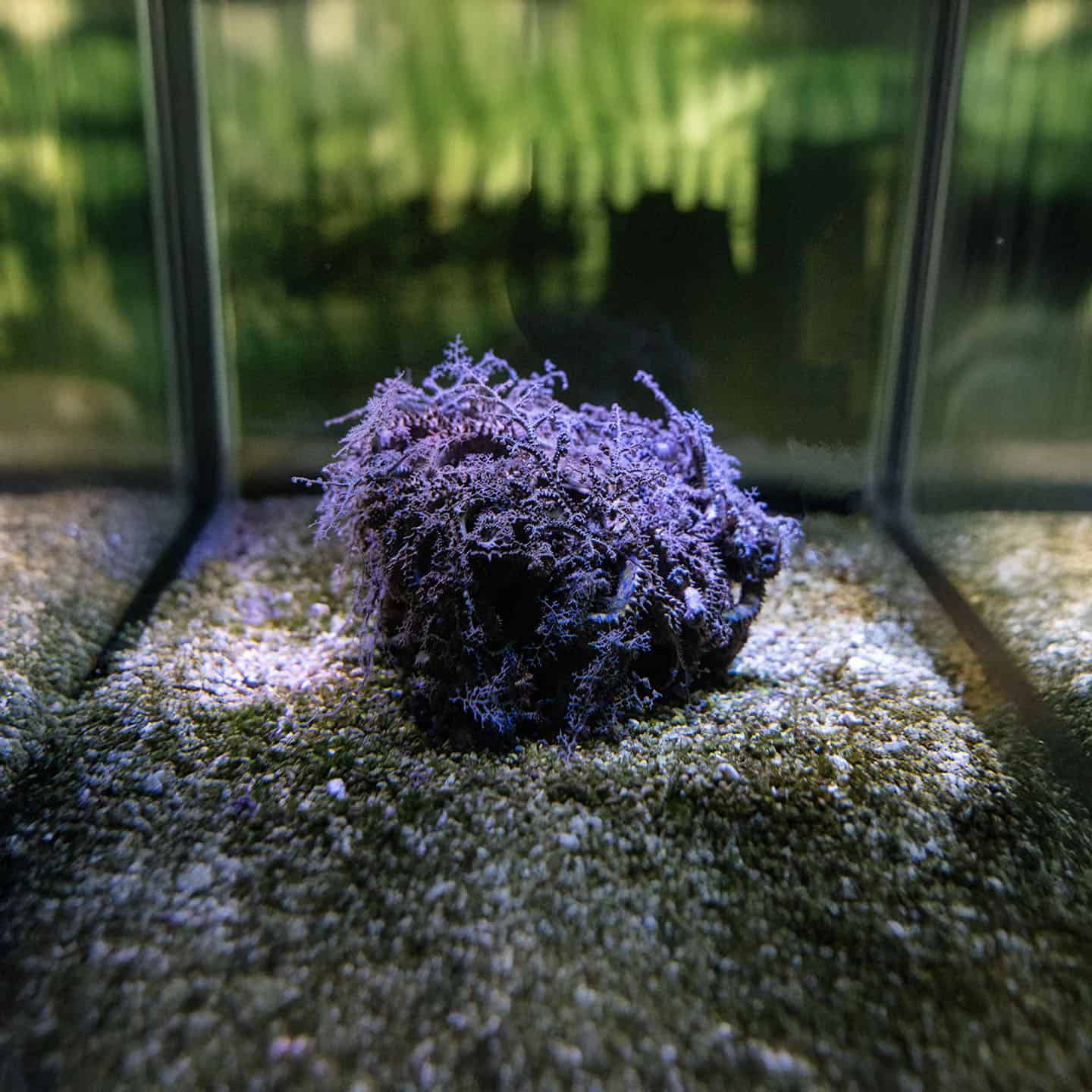 海底美杜莎現身！台中海洋館推萬聖節海底試膽路線