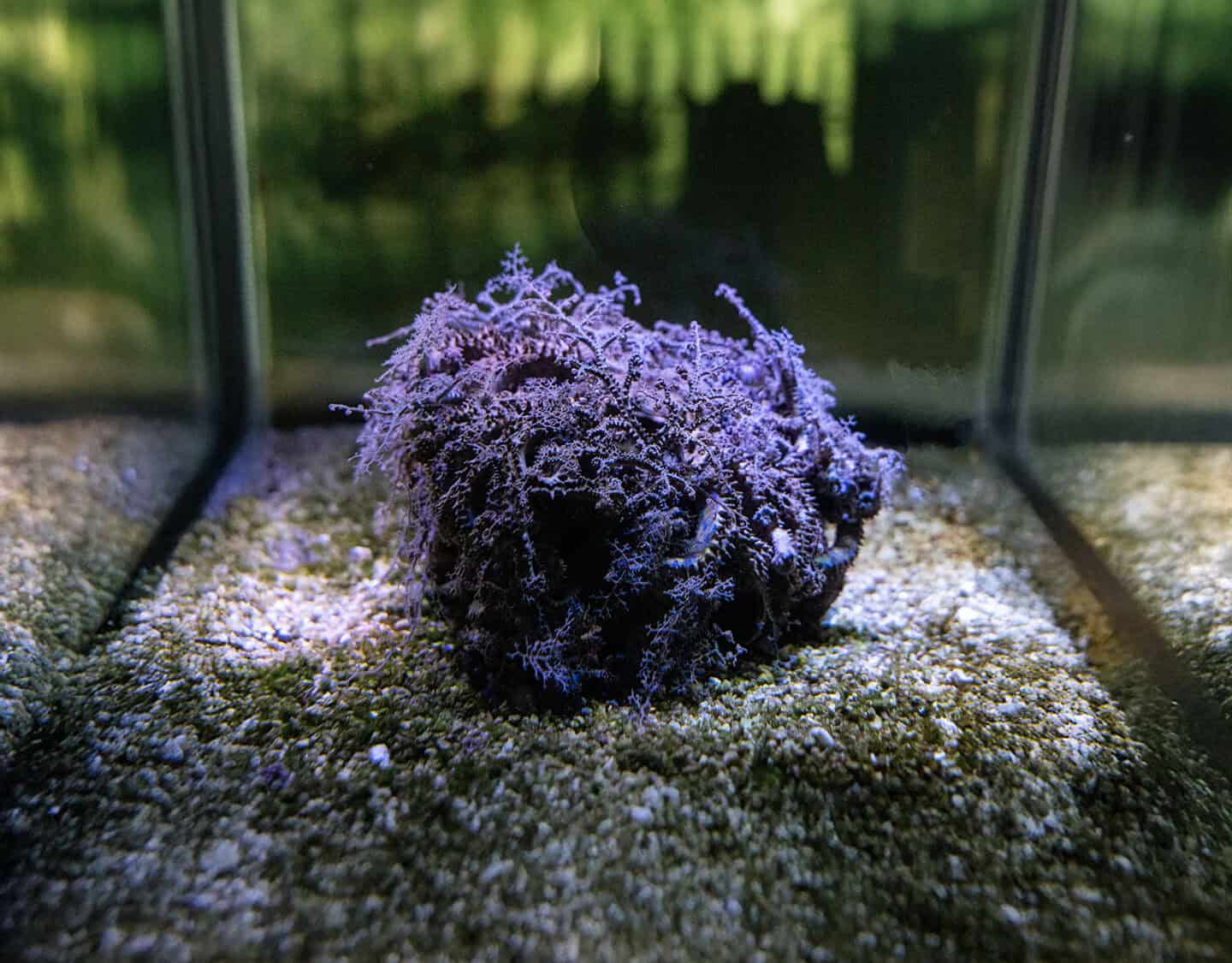 海底美杜莎現身！台中海洋館推萬聖節海底試膽路線